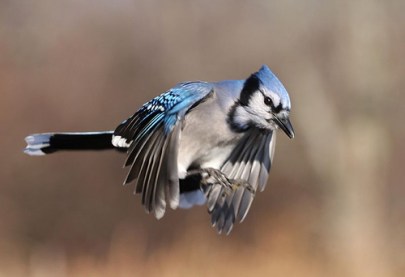 Blue Jay